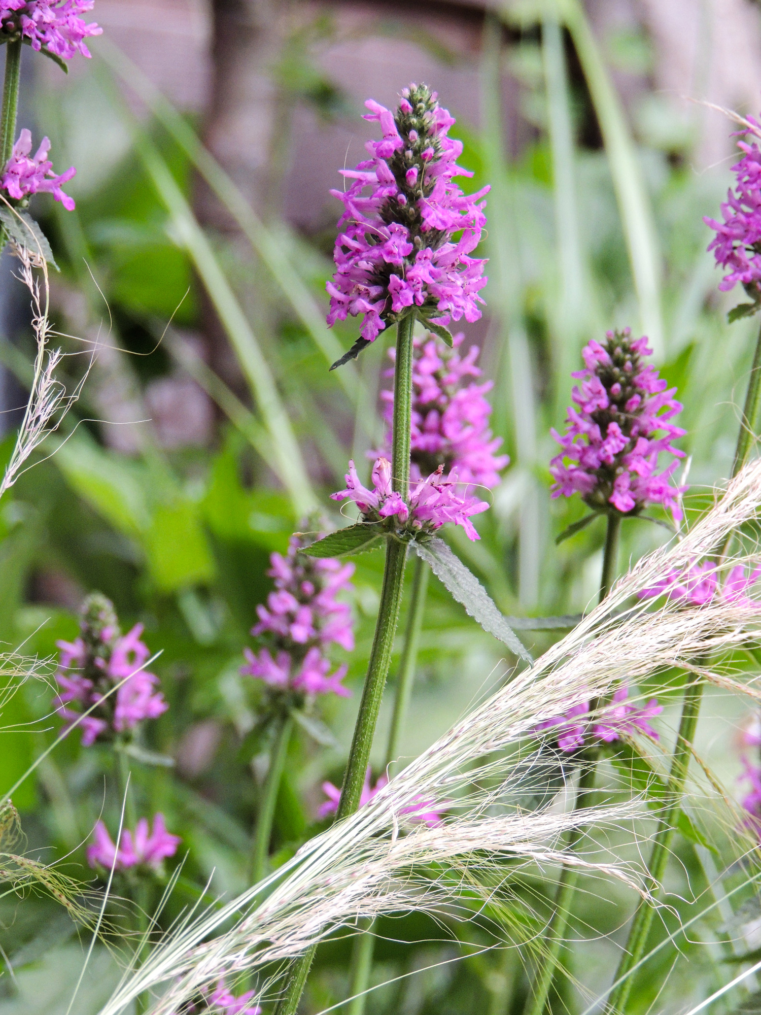 ezelsoor Stachys Monieri 'Hummelo'