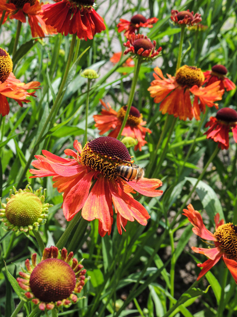 Helenium Moerheim Beauty close