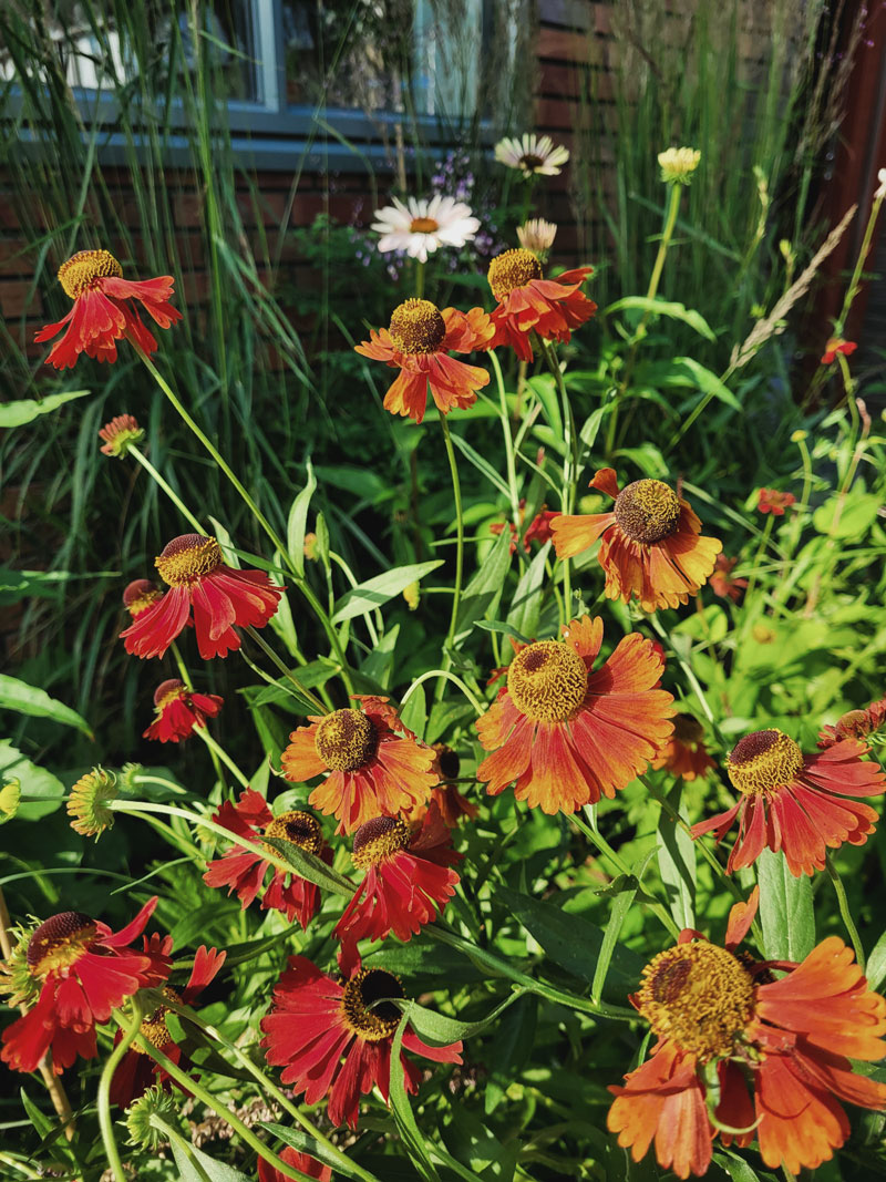 kleine voortuin helenium moerheim beauty