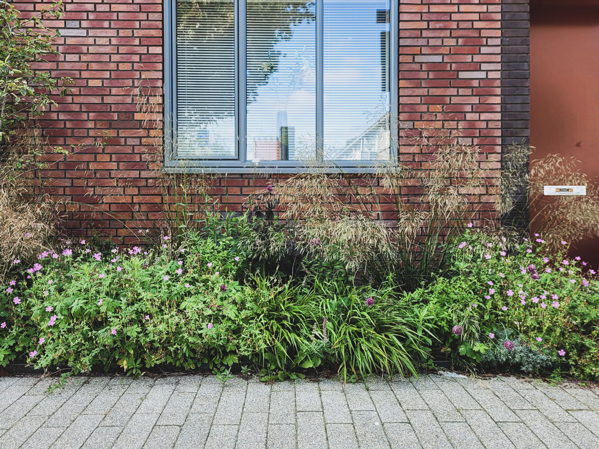 voortuin met  natuurlijke beplanting siergrassen5