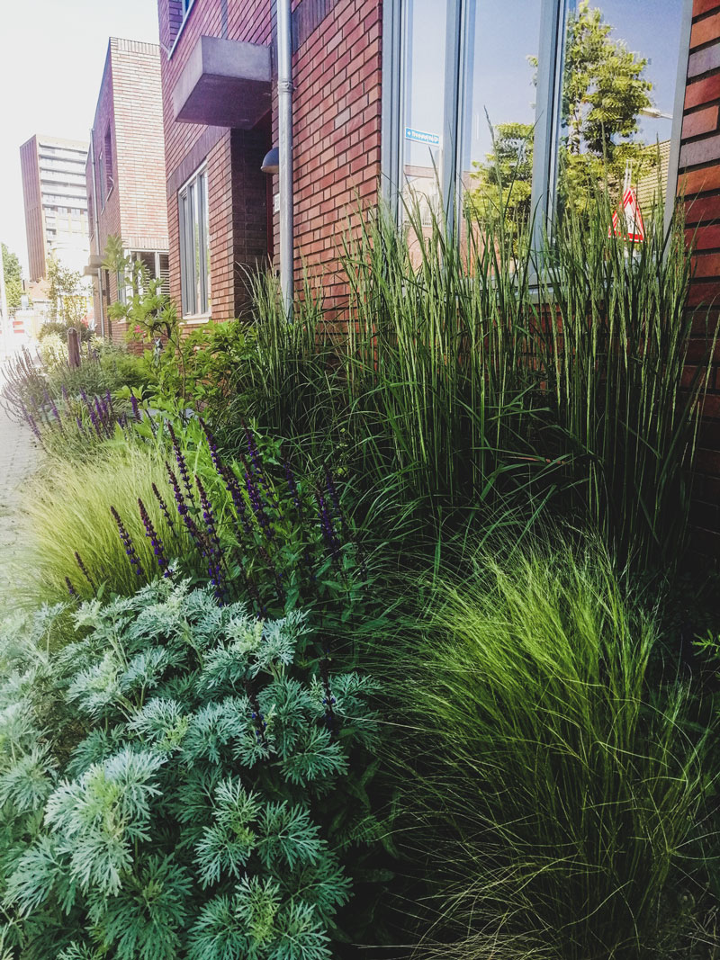 voortuin-natuurlijke-beplanting-siergrassen7-1