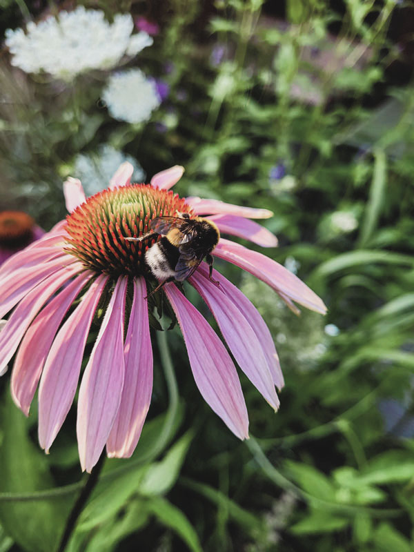 Echinacea Purpurea Zonnehoed