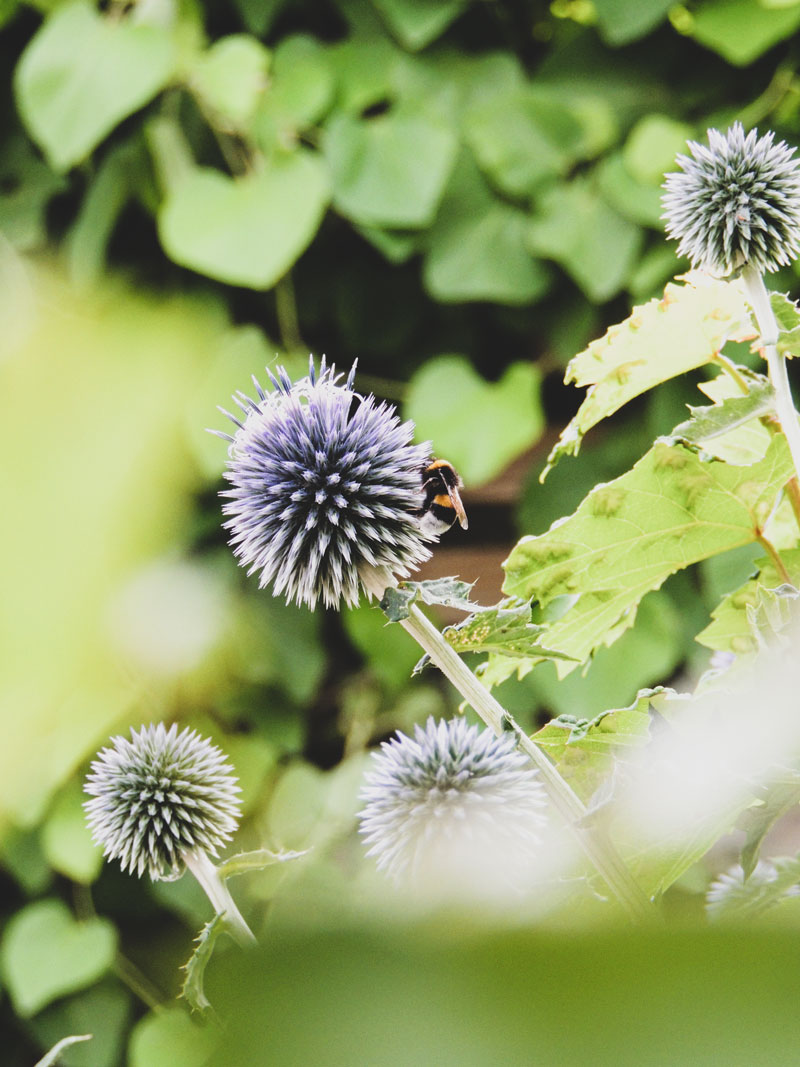 Echinops kogeldistel 2