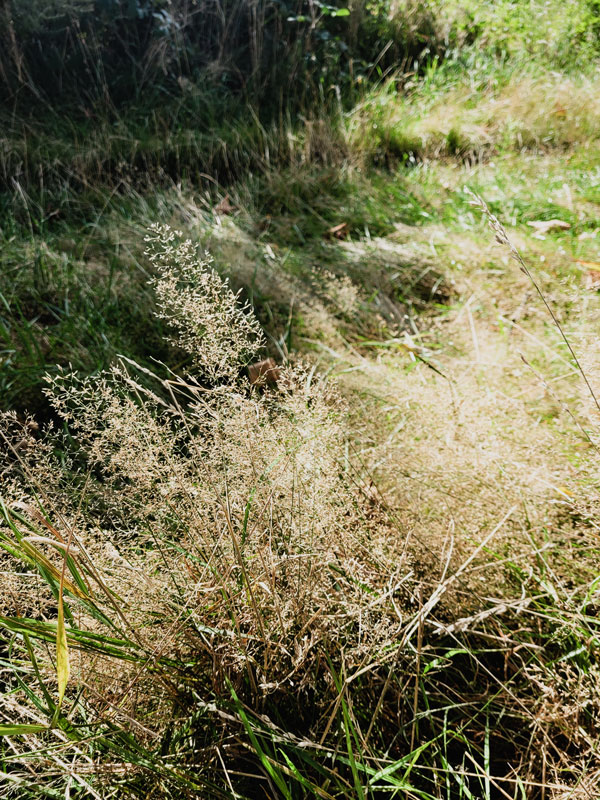 compost30