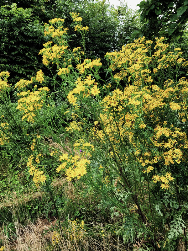 natuurlijke-bostuin01