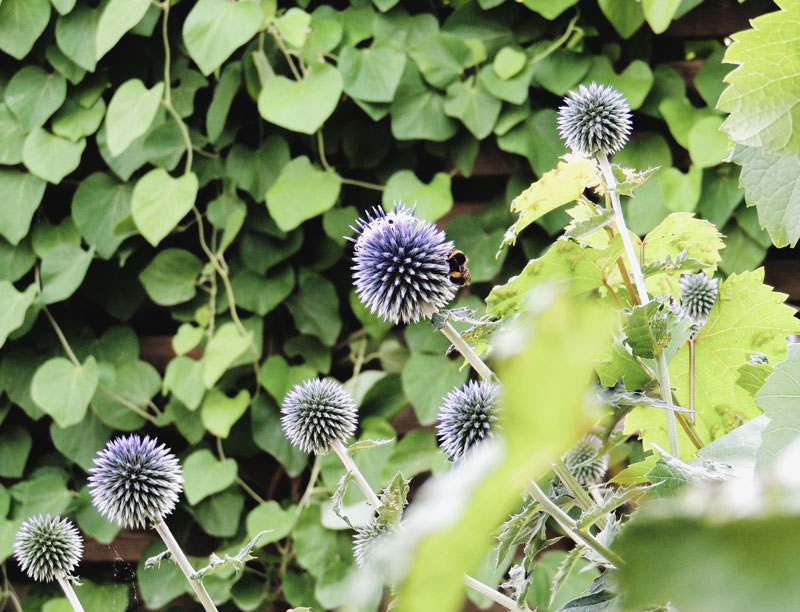 Tuin op het noorden