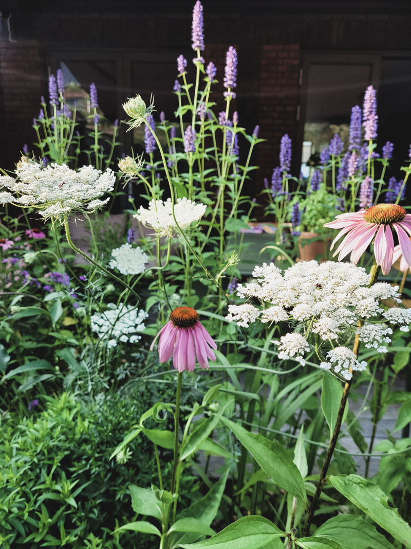 tuinontwerp kleine stadstuin prairiebeplanting