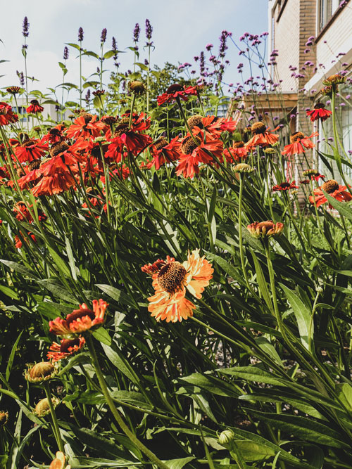 tuinontwerp-prairiebeplanting-Helenium2