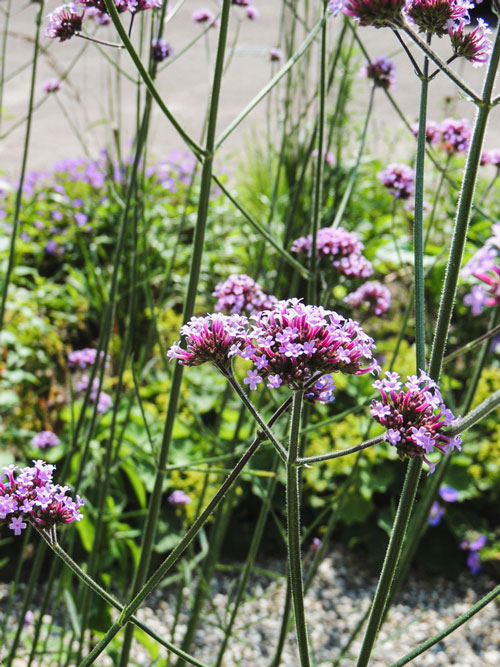 tuinontwerp-prairiebeplanting-Verbena-Bonariensis