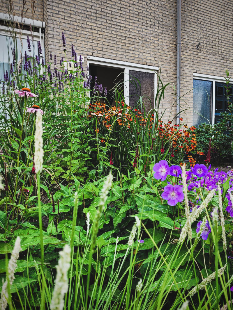 tuinontwerp-voortuin-prairiebeplanting2