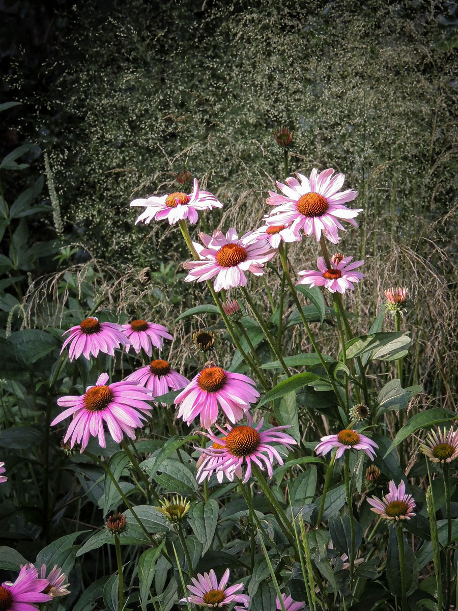 natuurlijke-beplanting01-2