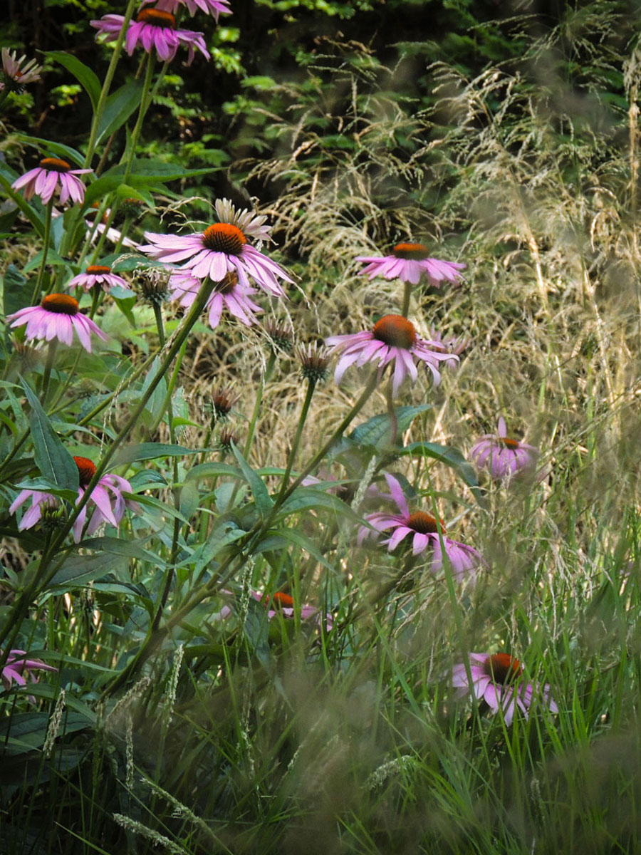 natuurlijke-beplanting05-1