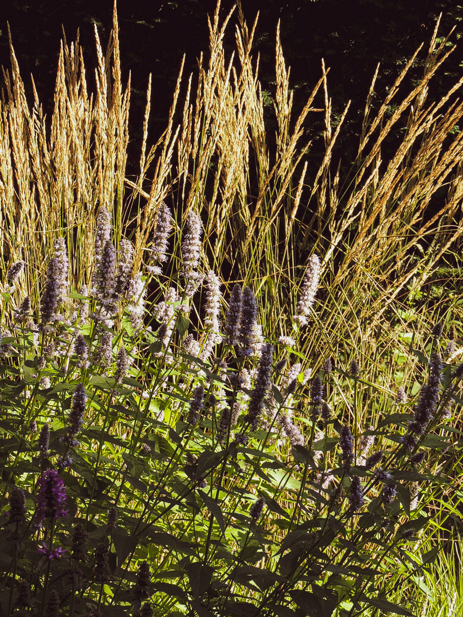 natuurlijke-beplanting07