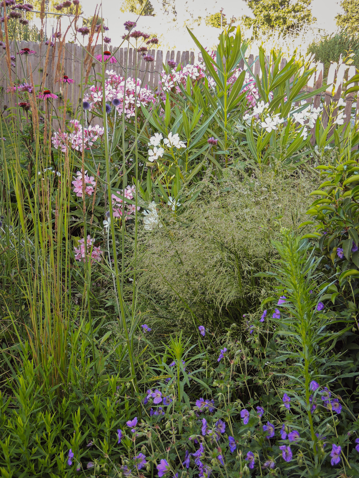 tuinontwerp-natuurlijke-tuin19