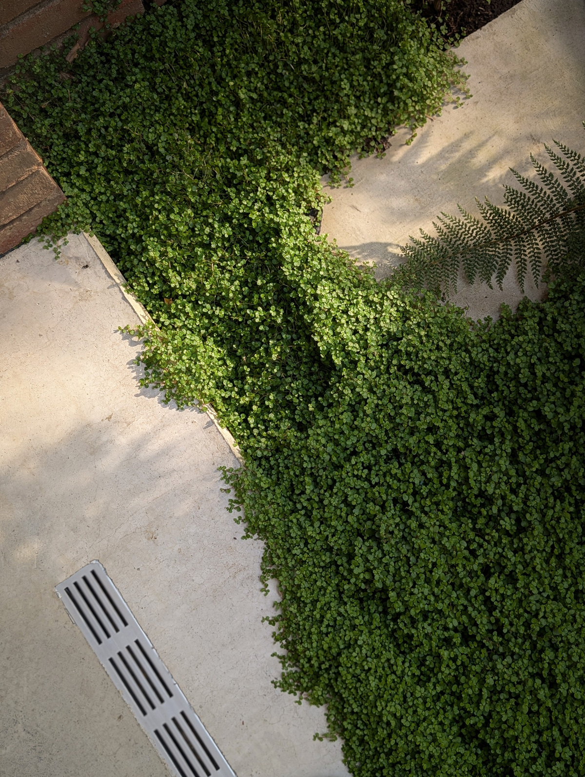 Tuinontwerp-Patiotuin-03