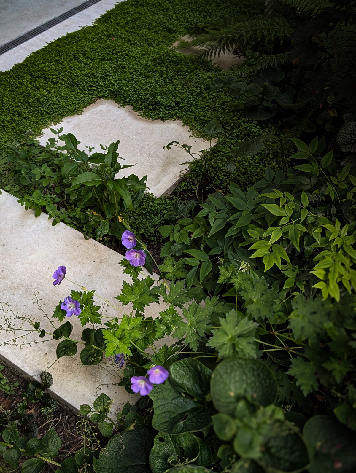 Tuinontwerp-Patiotuin-10